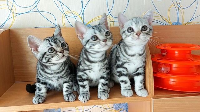 Американский короткошерстный котенок