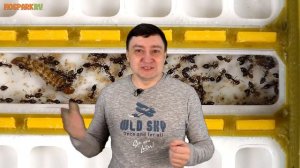 Как не стать жертвой муравьиных НаноБарыг