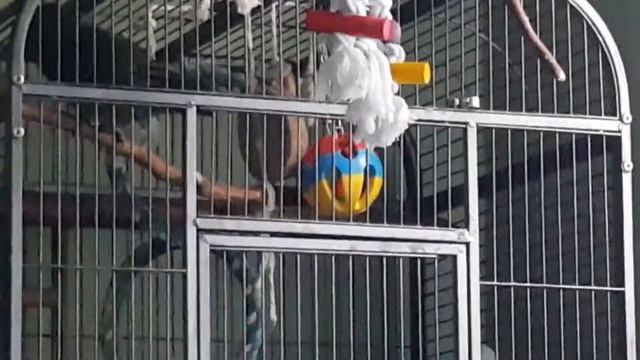 ГОВОРЯЩИЙ КОНГОЛЕЗСКИЙ ПОПУГАЙ смотреть онлайн