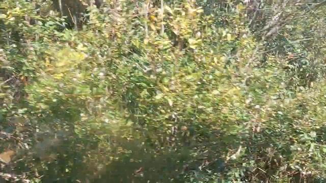 Проезд на узкоколейной Автомотрисе - 1, от Тесово-Нетыльского до озера Тигода. Вид в кабине, внутри смотреть онлайн