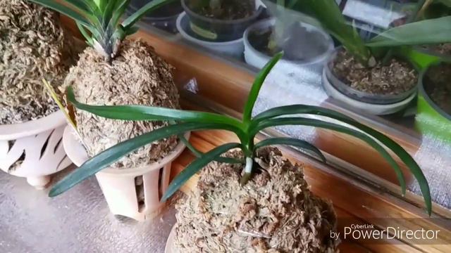 Мои Неофинетии и ванилька на 06.05.19. смотреть онлайн