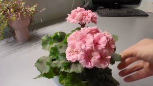 Пеларгония Ю Бэла