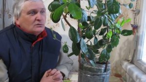 Фейхоа на подоконнике