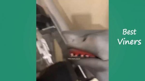 Shark Puppet Funny Instagram Videos - NEW Shark Puppet Vines - Best Viners 2020