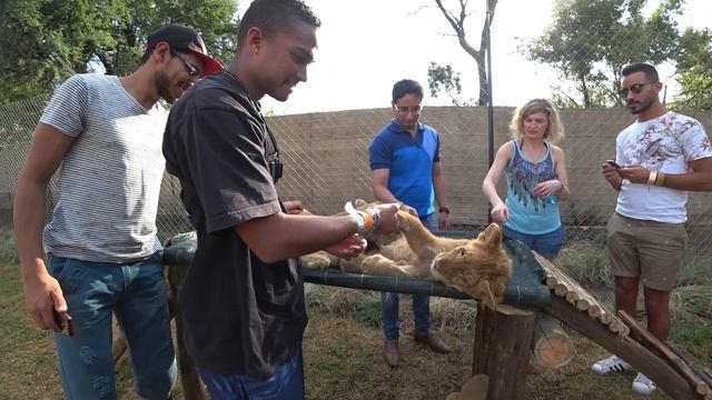 Lion & Safari Park | South Africa смотреть онлайн