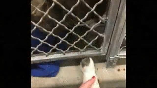 Собака плакала каждый день, пока не встретила ее… смотреть онлайн