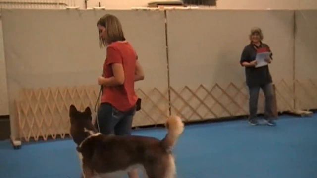AKC Trick Dog Novice Test