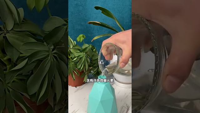 君子蘭黃葉有妙招！ #養花技巧 смотреть онлайн