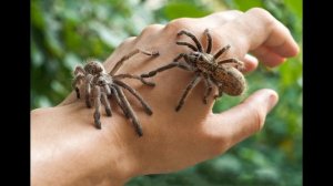 Паук во сне - К чему снятся пауки?