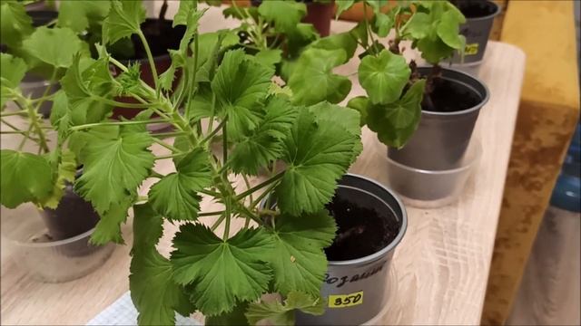 Королевские ПЕЛАРГОНИИ на ПРОДАЖУ ? мои ОСТАТКИ смотреть онлайн