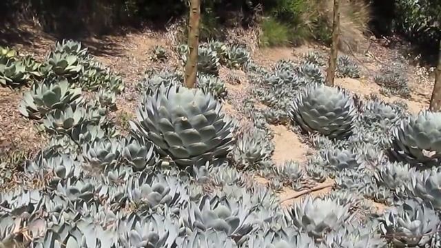 Succulents: Agave Parryi Var Truncata