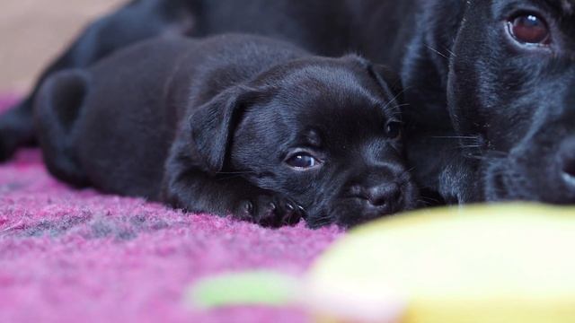 Стаффордширский бультерьер щенки (стаффи) смотреть онлайн