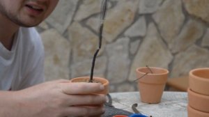 С чего начать заниматься бонсай? Выращивание бонсай из саженца с самого начала. Советы и секреты.