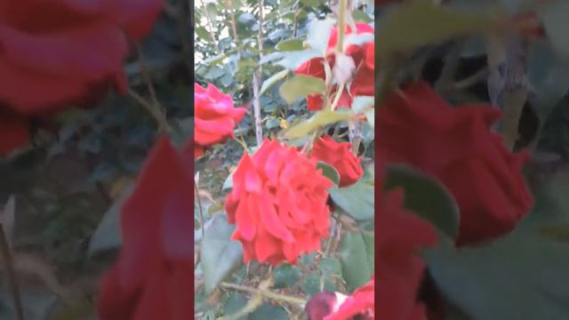 Какие ваши любимые цветы? #цветы #розы #крым смотреть онлайн