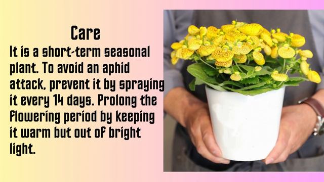 How to grow and care lady's purse plant | Pocketbook plant | slipper flower | Brilliant House Plant смотреть онлайн