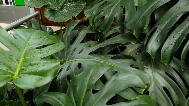 Edinburgh Botanical Gardens Tour! | 2019 смотреть онлайн