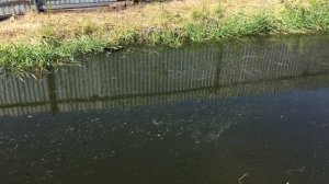 Разведение рыбы в домашнем пруду. Карась отнерестился, малёк карася хорошо пережил зиму.