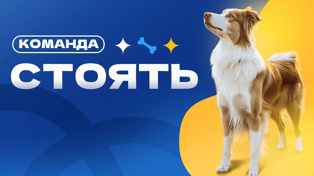 Команда СТОЯТЬ, научить собаку стоять на выдержке долго