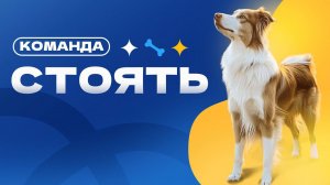 Команда СТОЯТЬ, научить собаку стоять на выдержке долго