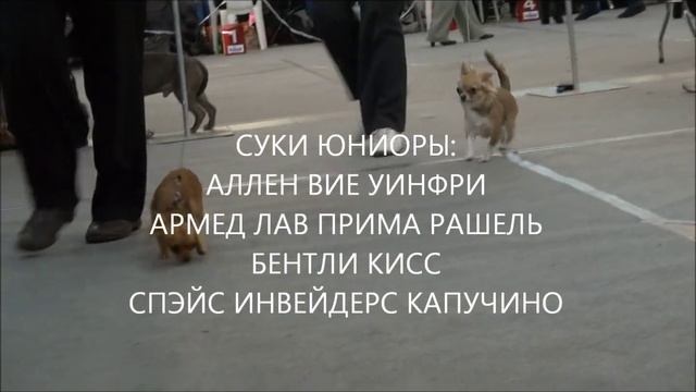 ВСЕРОССИЙСКАЯ ВЫСТАВКА 4.02.2012 ЧИХУАХУА ЧАСТЬ 2.wmv смотреть онлайн