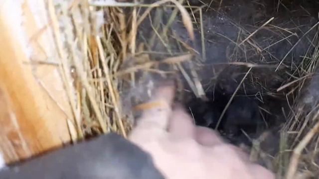 Крольчатам 10 дней, мороз -21. Витаминки для кроликов. смотреть онлайн