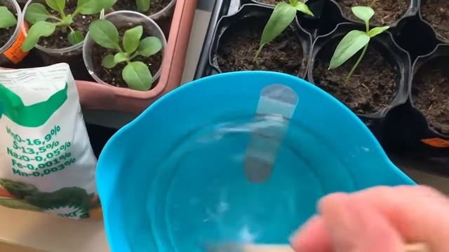 ПОДКОРМКА РАССАДЫ ЦВЕТОВ. ПЕРЕСАДКА ХАМЕДОРЕИ И ИТОГИ РОЗЫГРЫША.