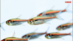 Аквариумная рыбка Тетра Амапа Содержание в аквариуме разведение Тетры Амапа совместимость