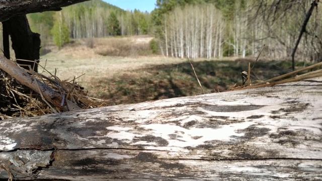 Охота на медведя с начинающим оператором. Из архива смотреть онлайн