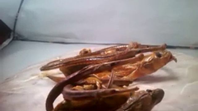 VID 20190209 200955Жизнь на дне моря. Но коммент. смотреть онлайн