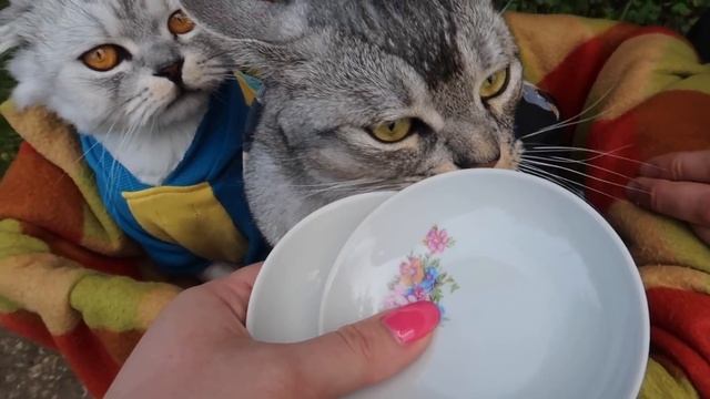 КЕВА И СЛАДУН В ЛЕСУ! С КОТОМ ВХОД РАЗРЕШЁН!