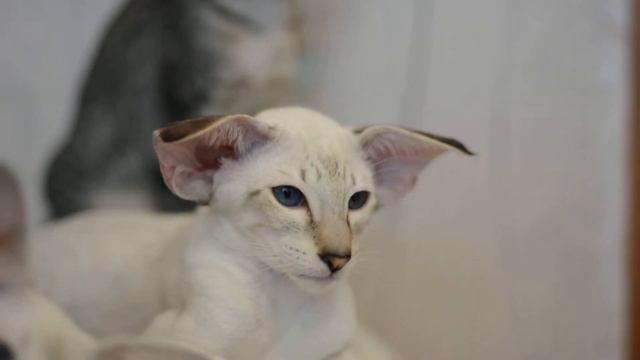 Сиамский котенок, питомник "EkstaSia" смотреть онлайн