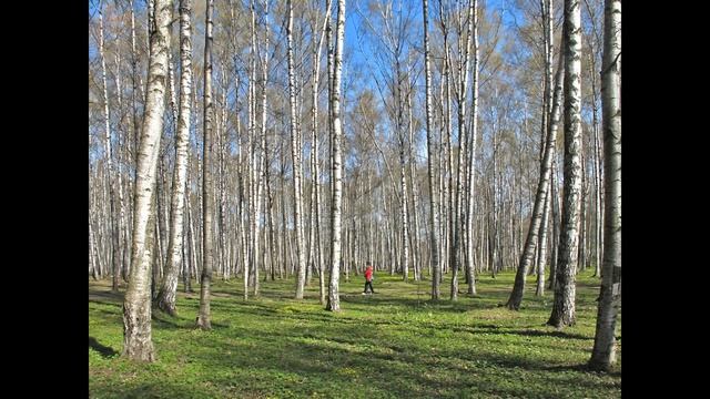 Берёзовым соком Русь мир напои Автор О Черный Поёт композитор Нина Вараксина смотреть онлайн