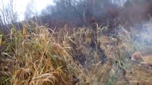 Охота на енотовидную собаку