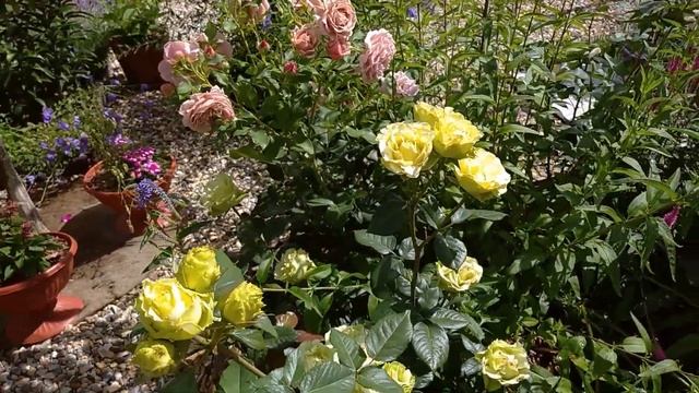 ЗЕЛЁНАЯ РОЗА ЛИМБО? смотреть онлайн