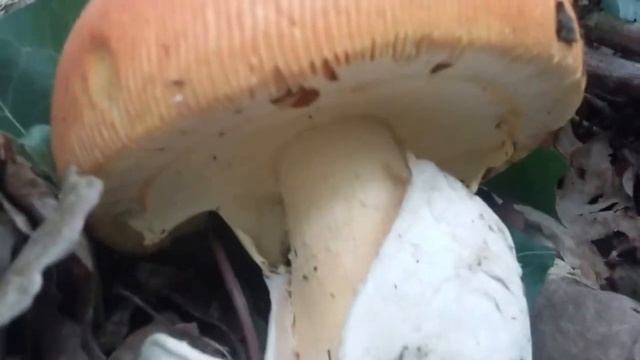 Golubača, Blagva, Hrastova sjajnica i Zavodnica смотреть онлайн