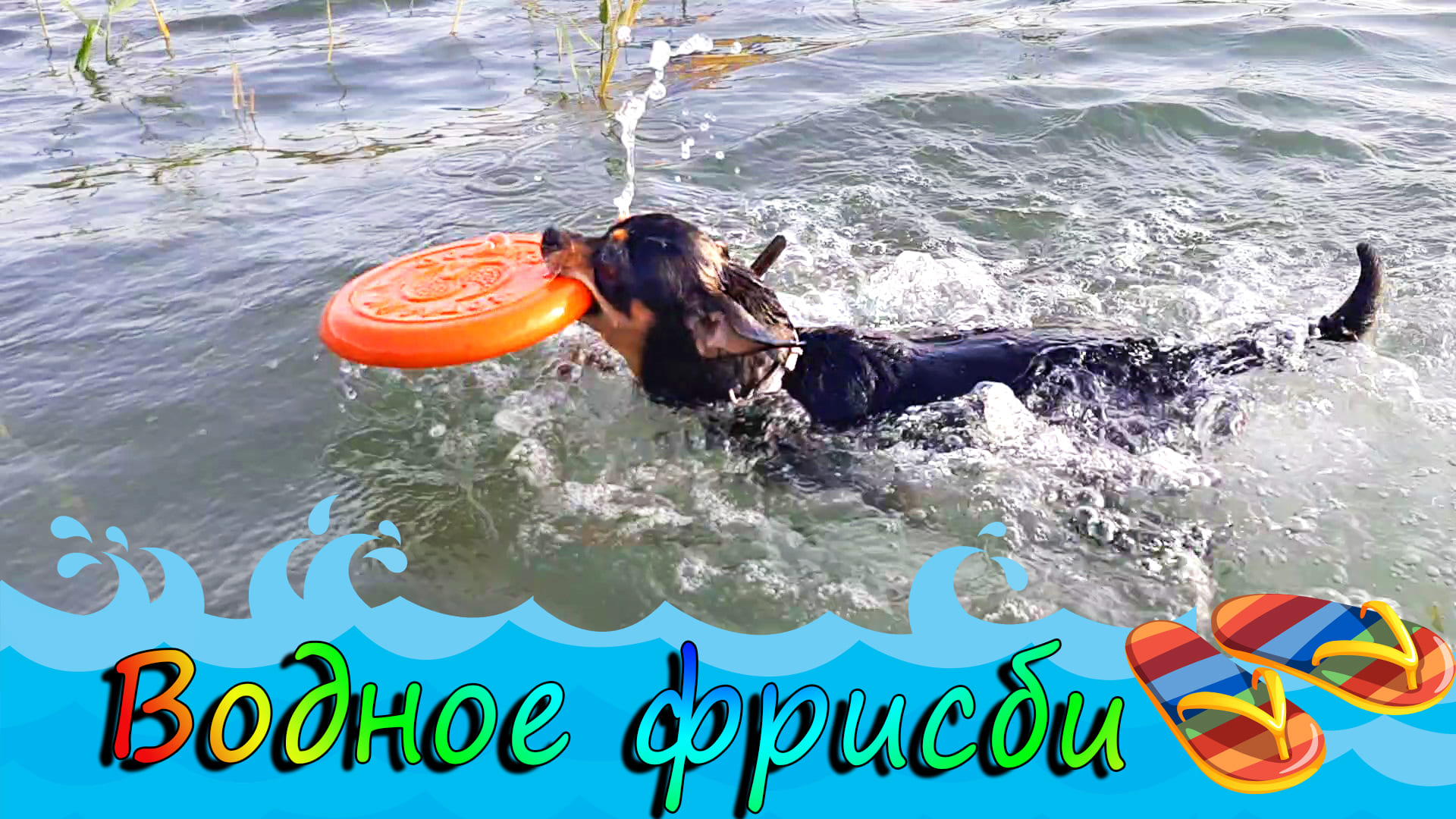 Той-терьер плавает за летающей тарелкой смотреть онлайн