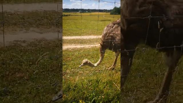 Кто эта птичка? (Страус) смотреть онлайн