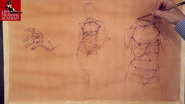 How to draw a torso смотреть онлайн