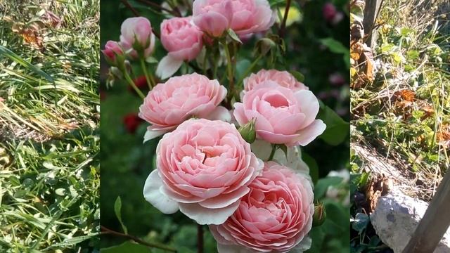 ПИОНОВИДНЫЕ РОЗЫ! смотреть онлайн