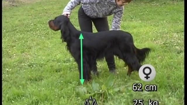 The Setter - Pet Dog Documentary English