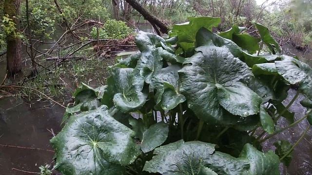 Прогулка в ДЕБРИ ! БОБРЫ И ЛОВУШКА НА НЕИЗВЕСТНОГО ЗВЕРЯ !!! смотреть онлайн