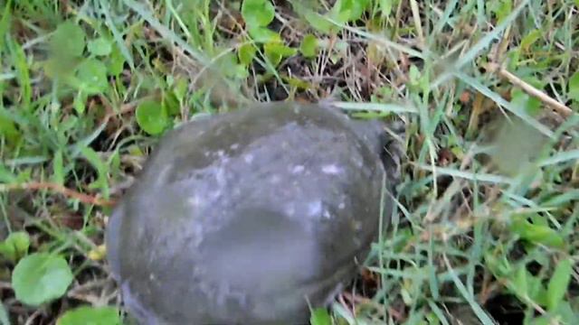 АМЕРИКА. ВКЛАД В СПАСЕНИЕ РЕДКИХ ЖИВОТНЫХ. Выпуск в природу озерных мягкопанцерных черепах. смотреть онлайн