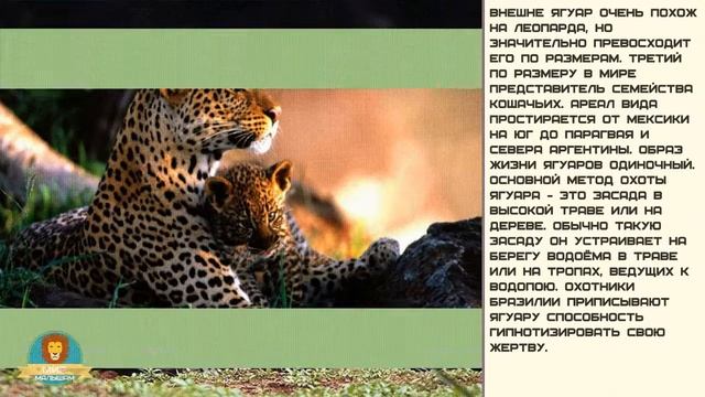 Мир малышам | Развитие детей | Ягуар смотреть онлайн