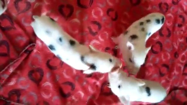 Малыши "З"?Минипиги, минипиг, микропиги, микропиг, minipig, micropig, свинки, питомник, Рязань смотреть онлайн
