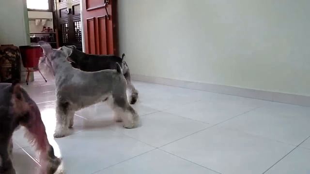 Fun & Amazing SYNCHRONIZED TRIPLE Dog Tricks performed by my three mini schnauzers смотреть онлайн