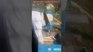 Пересадка пчел весной в улей ППУ Нижегородец