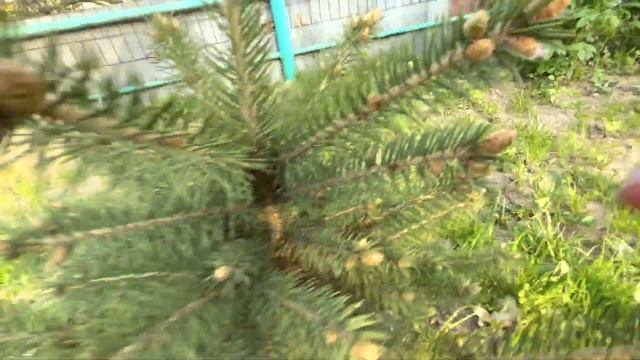 ОБЗОР НА УЧАСТОК НАЧАЛИ РАСТИ ЁЛКИ смотреть онлайн