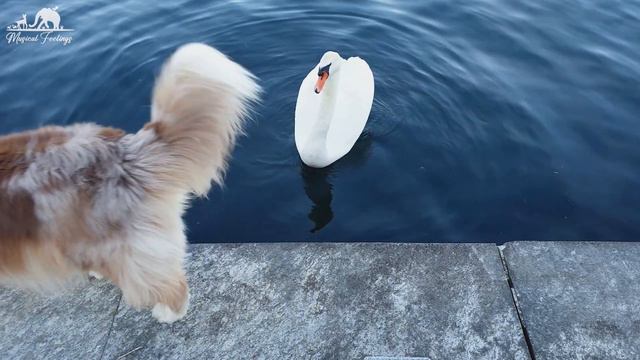 Cute Baby Animals - The Playful Charm Of Young Animals Brightens Our Days With Relaxing Piano Music смотреть онлайн