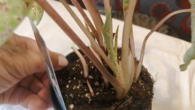 Каладиум Мисс Муфис и Сциндапсус Экзотика. Снова показываю мои новинки из Голландии. смотреть онлайн