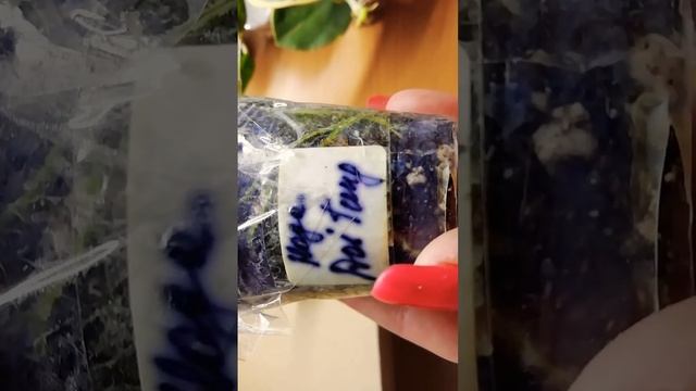 Посылка с хойями смотреть онлайн